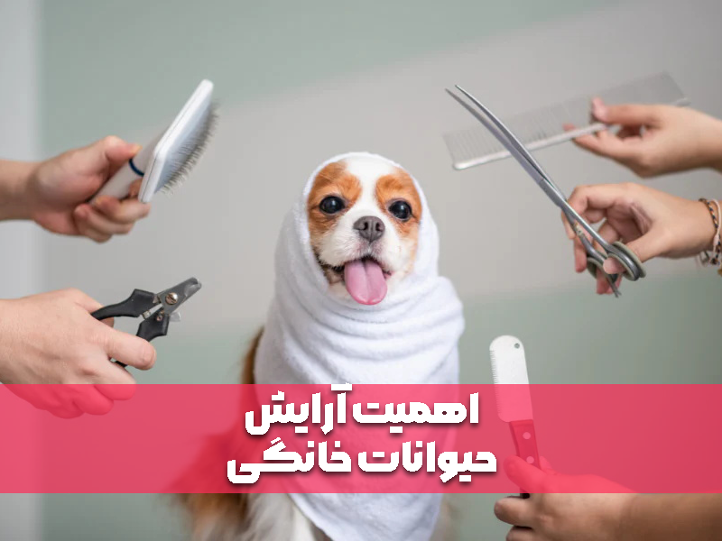 اهمیت آرایش حیوانات خانگی